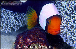 Panda Anemone fish tending eggs, Nikon F90x 105mm lens, m... by Richard Swann 